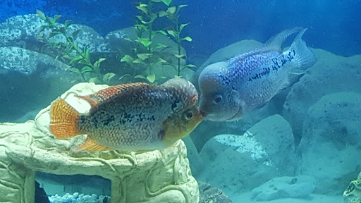 Tropical Fish Store «Fishland», reviews and photos, 13155 Westheimer Rd #114, Houston, TX 77077, USA