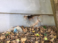 Sacramento Rat Control - Photo 4 - Car repair in , Sacramento