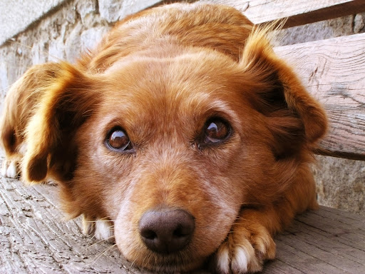 Delta Kennels