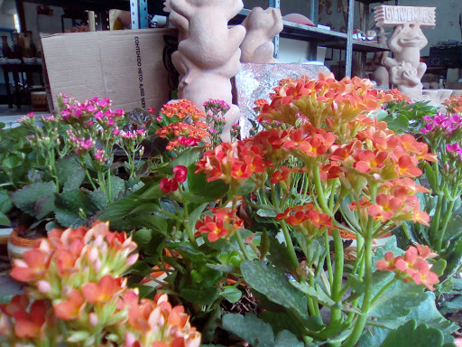 La Flor Del Cantarito florería en  en la zona 97860 Ticul, Yuc.