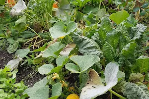 Abbey Physic Community Garden image