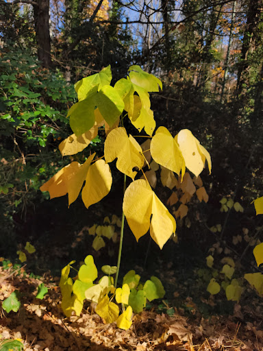 Museum «Reynolda House Museum of American Art», reviews and photos, 2250 Reynolda Rd, Winston-Salem, NC 27106, USA