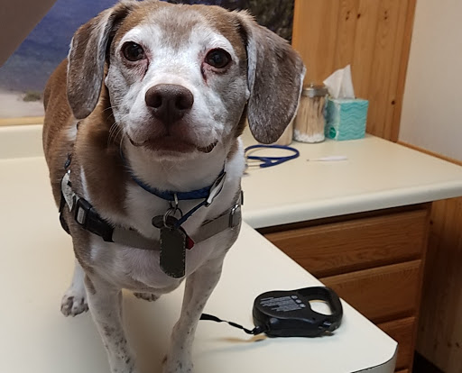 All-Animal Pet Hospital image