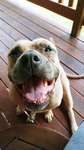 Thompson Falls Veterinary image