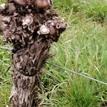 Photo n°7 de l'avis de petra.c fait le 02/05/2021 à 10:16 sur le  Weinstube Amalienhof à Beilstein