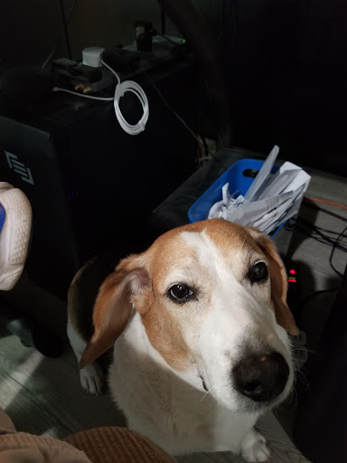 Allen Pet Clinic Ltd image