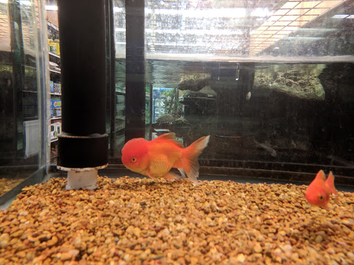 Pet Supply Store «Petco», reviews and photos, 3434 Court St, Pekin, IL 61554, USA