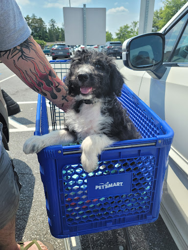 Pet Supply Store «PetSmart», reviews and photos, 3335 Cobb Pkwy NW #400, Acworth, GA 30101, USA