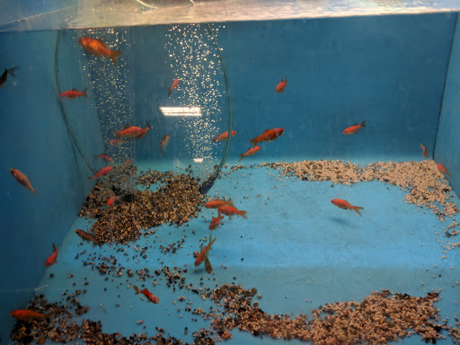 Pet Supply Store «PetSmart», reviews and photos, 2940 Chapel Hill Rd, Douglasville, GA 30135, USA