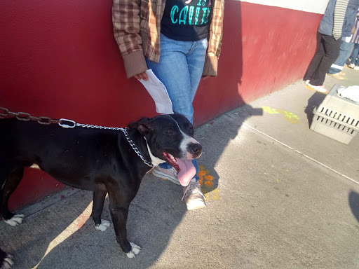 CENTRO DE ATENCION CANINA y FELINA DE ECATEPEC