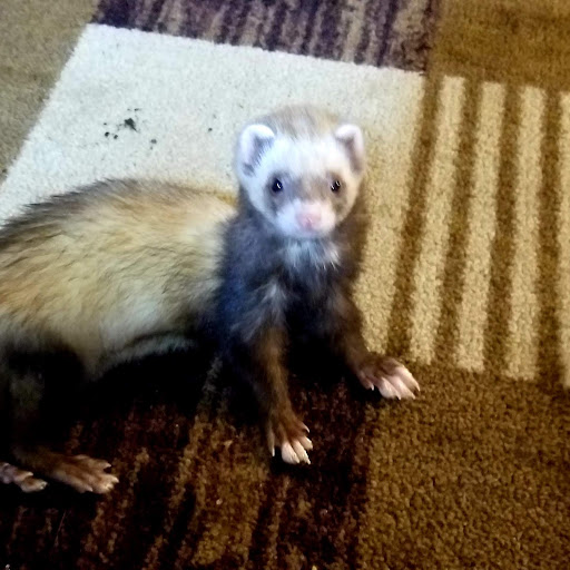 Pet Supply Store «Petco Animal Supplies», reviews and photos, 5190 Borgen Blvd #201, Gig Harbor, WA 98332, USA