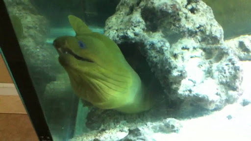 Aquarium «Aquarium Creations», reviews and photos, 2724 NW 30th Ave, Lauderdale Lakes, FL 33311, USA