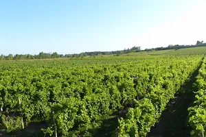 Pizzorno winery (Pizzorno Family Estates) image