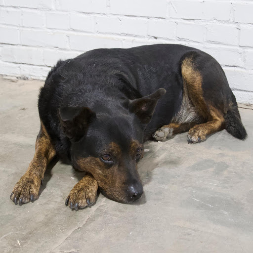 Furniture Store «Urban Hardwoods», reviews and photos, 2101 1st Ave, Seattle, WA 98121, USA