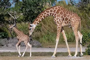 Giraffe Habitat image