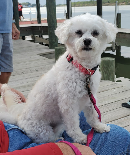 Pet Groomer «Pretty Paws Salon & Spa», reviews and photos, 604 S 77 Sunshine Strip, Harlingen, TX 78550, USA