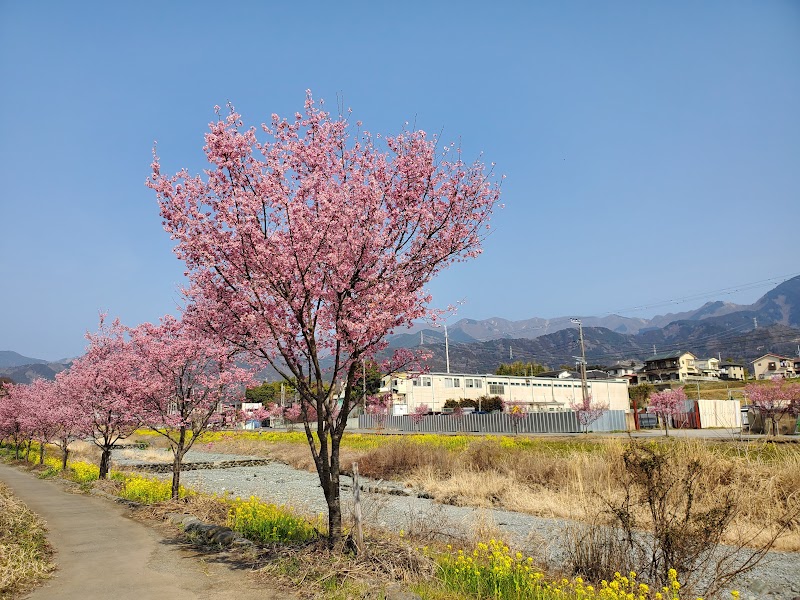 「おかめ桜の里づくり」おかめ桜の遊歩道