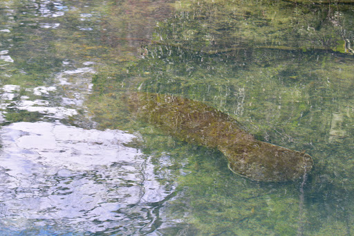 Tourist Attraction «Fun 2 Dive - Swim with Manatees», reviews and photos, 135 NE 3rd St, Crystal River, FL 34429, USA