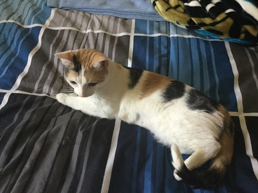 Pet Supply Store «PetSmart», reviews and photos, 5722 S Transit Rd, Lockport, NY 14094, USA