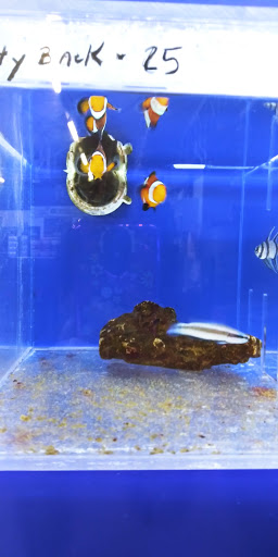 Pet Store «The Pet Zone», reviews and photos, 20 W Oak St, Pittston, PA 18640, USA