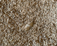 Nicholas Carpet Care LLC - Photo 7 - Car repair in Oregon City, OR, Gresham