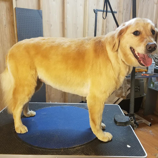Pet Groomer «Spoiled Petz Pet Store and Grooming», reviews and photos, 12030 Donner Pass Rd #1, Truckee, CA 96161, USA