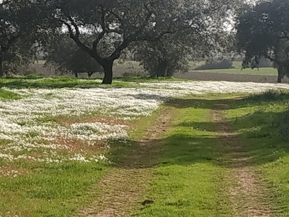 Zona de senderismo – Camino real Badajoz – Madrid – Conquista del Guadiana
