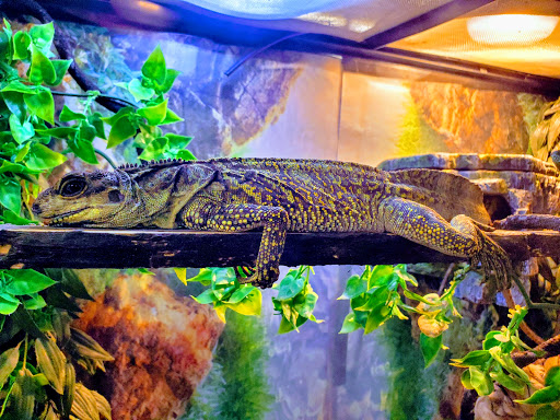 Pet Store «Super Pets», reviews and photos, 9403 E Las Tunas Dr, Temple City, CA 91780, USA