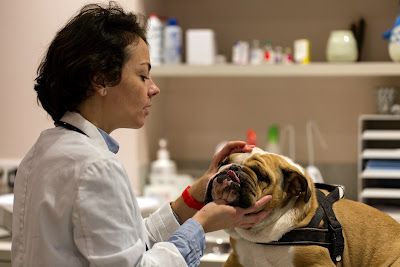 VETINPARIS - URGENCES vétérinaires Paris 24/24 et 7/7 à Paris