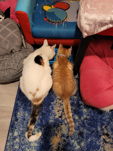 Pet Supply Store «Petco Animal Supplies», reviews and photos, 1141 Wantagh Ave, Wantagh, NY 11793, USA