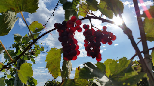 Winery «Branches Winery», reviews and photos, E6796 Old Line Rd, Westby, WI 54667, USA