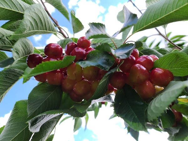 Dickinson Family Farm