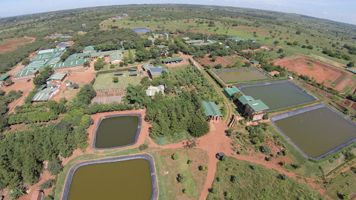 Child Legacy International