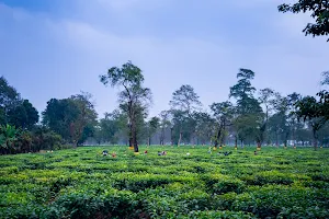 Dinjan Tea Estate image