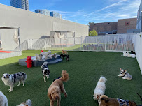 Luxe Pet Hotels