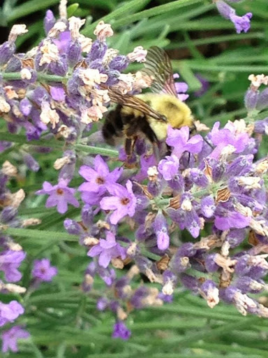 Gift Shop «Hidden Spring Lavender Farm and Gift Shoppe», reviews and photos, 890 Belle Mead-Blawenburg Rd, Skillman, NJ 08558, USA