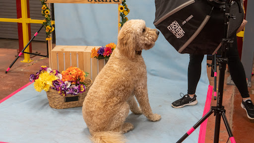 Pet Supply Store «Wags To Wiskers Pet Supplies», reviews and photos, 2423 W Stadium Blvd, Ann Arbor, MI 48103, USA