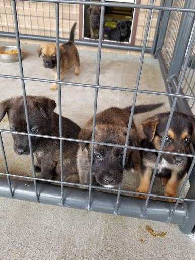 Lincoln County Humane Society, Merrill Wisconsin