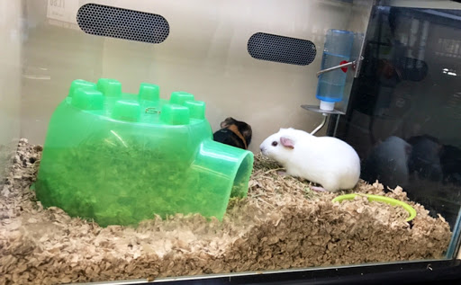 Pet Supply Store «Pet Supplies Plus», reviews and photos, 1240 Seminole Trail, Charlottesville, VA 22901, USA