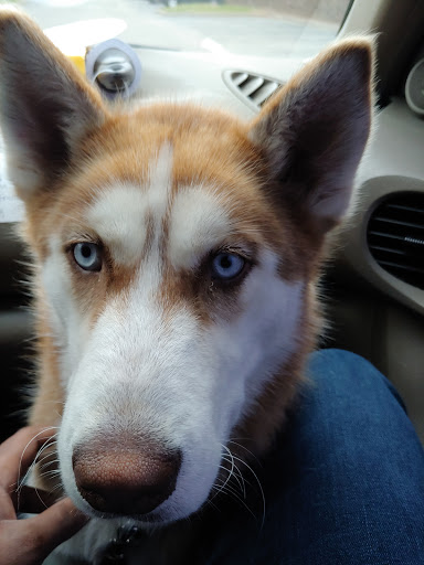 Pet Supply Store «PetSmart», reviews and photos, 1945 Pavilion Way, Lexington, KY 40509, USA