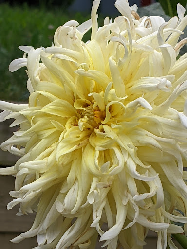 Florist «Guaranteed Plants & Florist», reviews and photos, 504 Locust Point Rd, Rumson, NJ 07760, USA