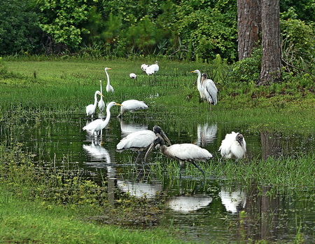 Country Club «Club at Pelican Bay», reviews and photos, 350 Pelican Bay Dr, Daytona Beach, FL 32119, USA