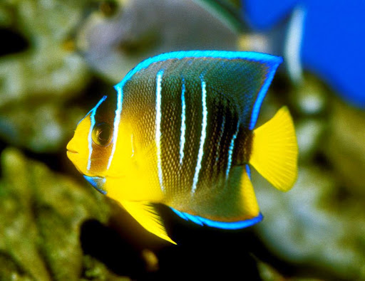 Pet Store «Mandarin SeaLife», reviews and photos, 9633 Old St Augustine Rd #2, Jacksonville, FL 32257, USA