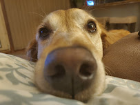 Wonder Mutt Pet Services llc - Photo 8 - Car repair in Littleton, CO, Lakewood