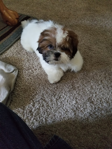 Pet Supply Store «PetSmart», reviews and photos, 860 NE Mall Blvd, Hurst, TX 76053, USA