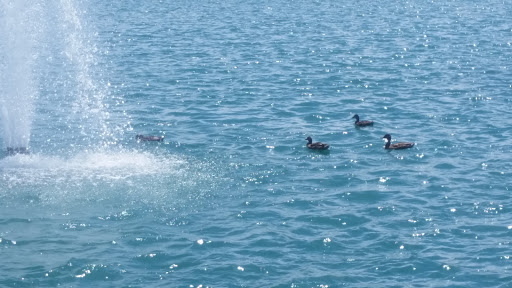 Park «Mike Ward Community Park Woodbridge», reviews and photos, 20 Lake Rd, Irvine, CA 92604, USA