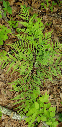 Nature Preserve «Eldora Nature Preserve», reviews and photos, 2350 NJ-47, Delmont, NJ 08314, USA