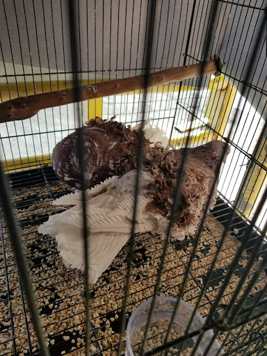 Pet Store «Pet Source 1901», reviews and photos, 1901 W 8th St B, Los Angeles, CA 90057, USA