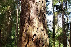 The Mountaineer Tree image