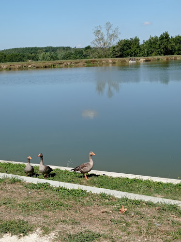 Lac des Vergnes à Laruscade